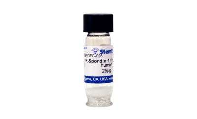 R-spondin-1 Fc fusion, human recombinant